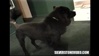 נאַנסי ווי סטראַפּאָן אַלעקס דיין